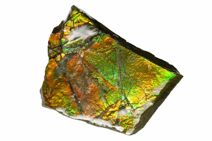 Iridescent Ammolite (Fossil Ammonite Shell) - Alberta, Canada #147439